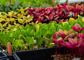 Greenhouse Seedling Swap