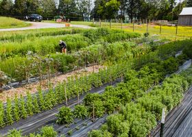 Cedar Hill Growers' Yard